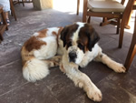 Northern Spain trip - 17th June- 4th July 2018 - St.Bernard at the Del Oso 