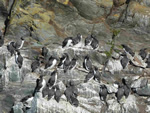 Anglesey Tour - May 9th,10th 11th 2023 - South Stack RSPB reserve